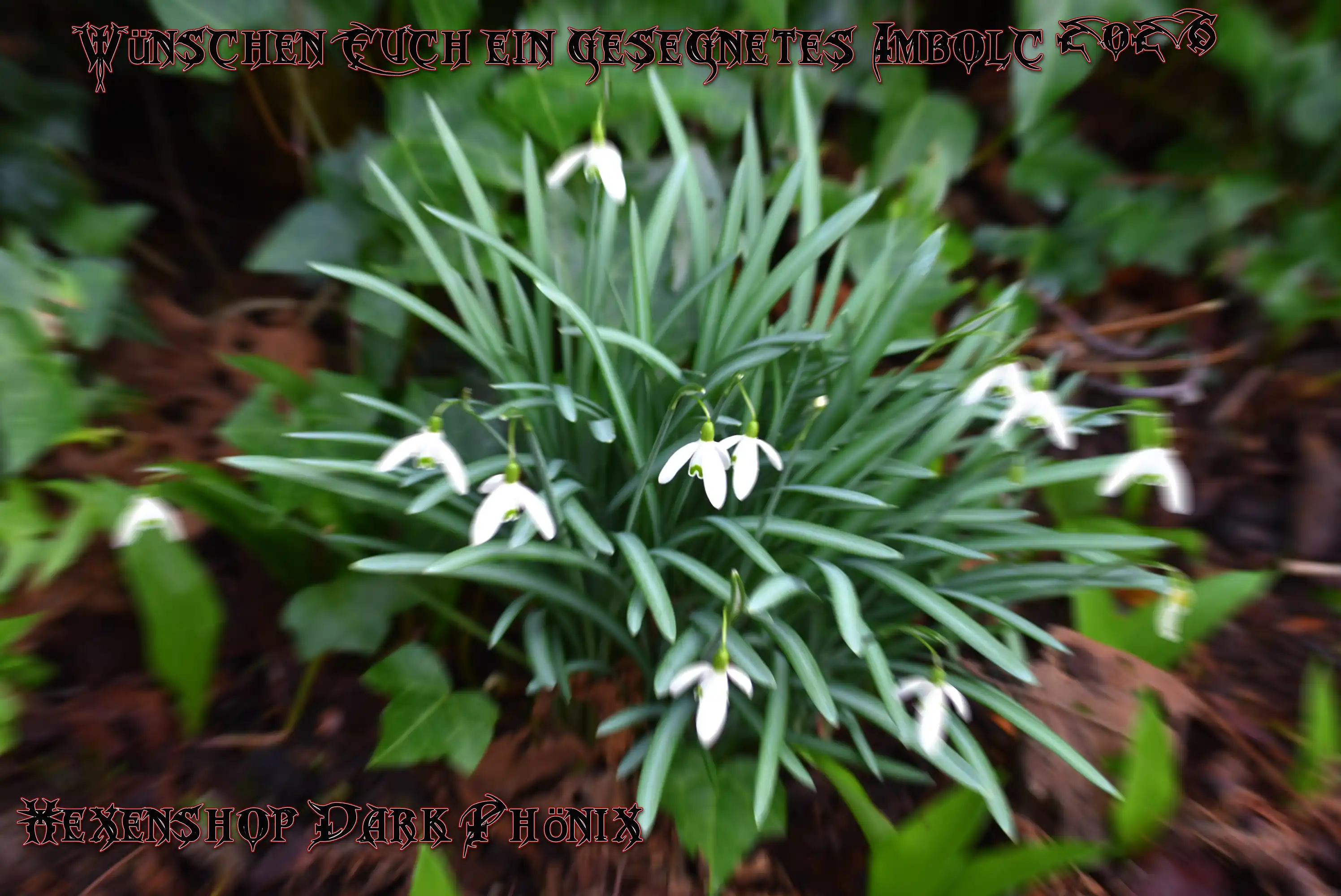 Hexenshop Dark Phönix Imbolc 2026 Glückwünsche zu Imbolc Schneeglöckchen